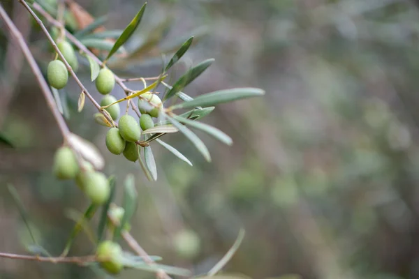 Zeytin Ağaçları Bahçesi Akdeniz Çiftliği Hasat Için Hazır Taze Yeşil — Stok fotoğraf