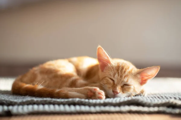 Pequeño Gatito Rojo Divertido Duerme Sofá Adorable Pequeña Mascota Lindo —  Fotos de Stock