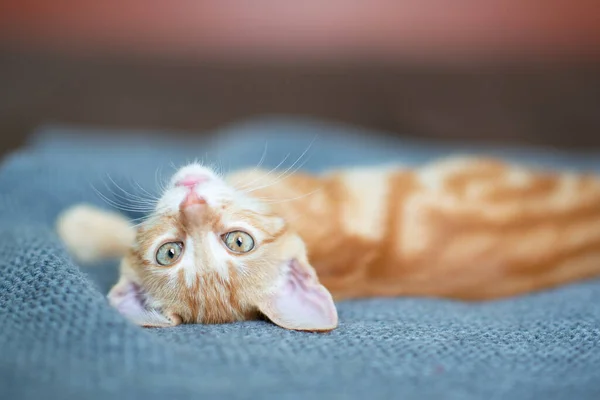 Pequeno Gatinho Vermelho Com Olhos Azuis Descansando Sofá Que Adorável — Fotografia de Stock