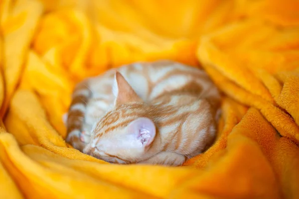 Piccolo Gattino Rosso Dorme Sul Divano Adorabile Animaletto Carino Animale — Foto Stock