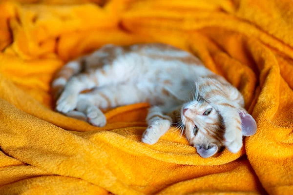 Gatinho Vermelho Dorme Sofá Que Adorável Bichinho Bonito Animal Infantil — Fotografia de Stock