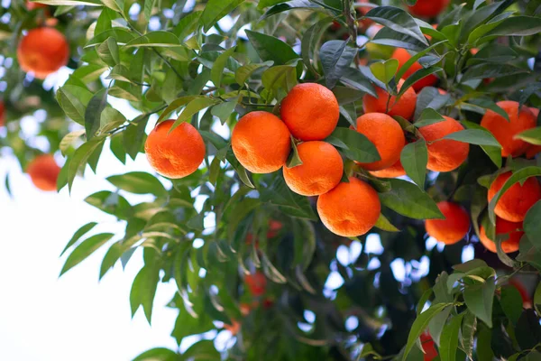 Апельсиновое Дерево Спелыми Фруктами Мандарин Ветвь Свежих Сочных Апельсинов Пышными — стоковое фото