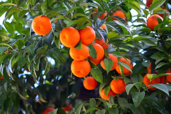 Apelsinträd Med Mogen Frukt Tangerine Filialer Färska Mogna Apelsiner Med — Stockfoto