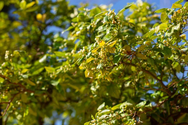 Laranjeira Florescente Tangerina Florida Ramo Botões Laranjas Com Folhas Exuberantes — Fotografia de Stock