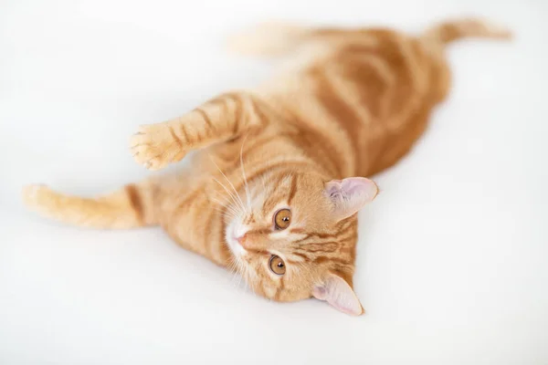 Gato Gengibre Jovem Bonito Adorável Animal Estimação Laranja Gatinho Vermelho — Fotografia de Stock