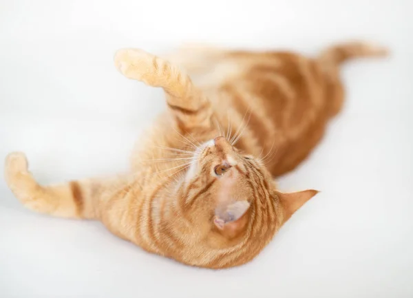 Güzel Genç Kızıl Kedi Boşluğa Bakıyor Tatlı Turuncu Evcil Hayvan — Stok fotoğraf