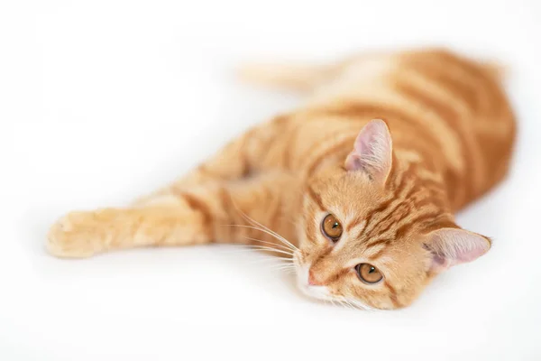 Hermoso Joven Juguetón Gato Perezoso Adorable Mascota Naranja Lindo Gatito —  Fotos de Stock