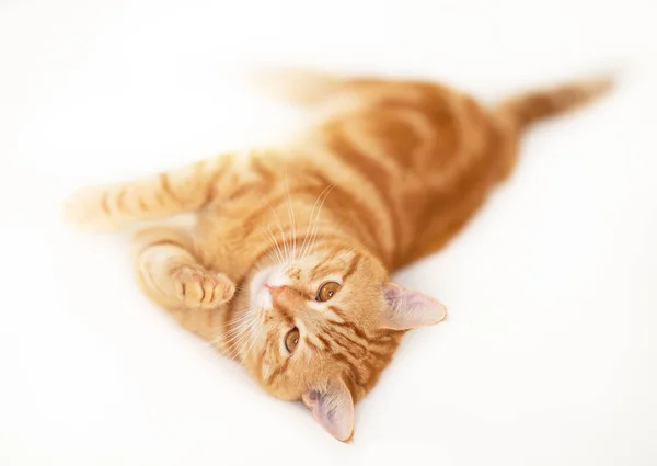 Beau Jeune Chat Roux Ludique Adorable Animal Compagnie Orange Chaton — Photo