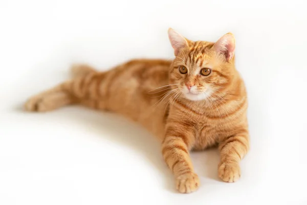 コピースペースを見て美しい若い生姜猫 愛らしいオレンジペット かわいい赤い子猫と古典的な大理石のパターンは白い背景に隔離されています — ストック写真