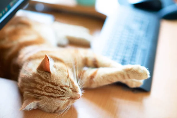 美しく若い生姜猫よく供給し 満足しているキーパッドの近くの自宅の職場で眠る 古典的な大理石のパターンのかわいい赤い子猫はテーブルの上にあります 家にいて仕事で家にいて隔離 — ストック写真