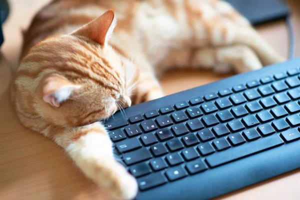 漂亮的小姜汁猫在键盘旁的家里工作 吃得很好 也很满意 有经典大理石图案的可爱红猫躺在桌子上 待在家里 工作在家 — 图库照片