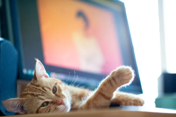 Gato Gengibre Jovem Bonito Bem Alimentado Satisfeito Dorme Local Trabalho — Fotografia de Stock