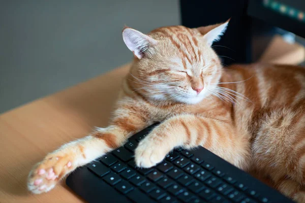 Gato Gengibre Jovem Bonito Bem Alimentado Satisfeito Dorme Casa Local — Fotografia de Stock