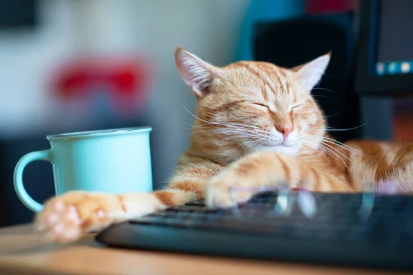 Hermoso Gato Jengibre Joven Bien Alimentado Satisfecho Duerme Lugar Trabajo — Foto de Stock