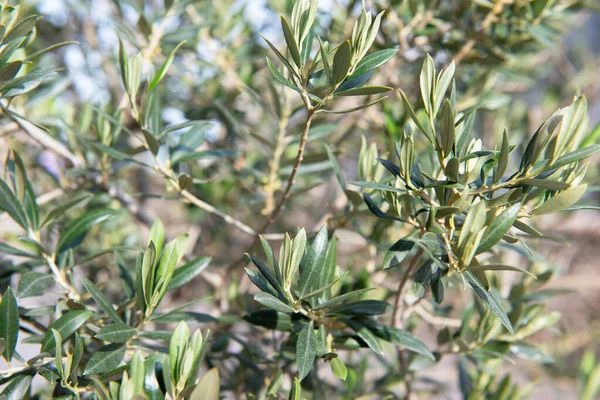 Olivenbäume Garten Mediterraner Bauernhof Italienischer Olivenhain Zweige Mit Blättern — Stockfoto