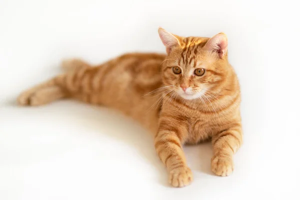 Hermoso Gato Jengibre Joven Adorable Mascota Naranja Lindo Gatito Rojo —  Fotos de Stock