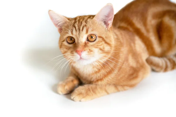 有趣的年轻的姜猫看着相机 可爱的橙色宠物 可爱的小红猫躺在白色的背景上 — 图库照片