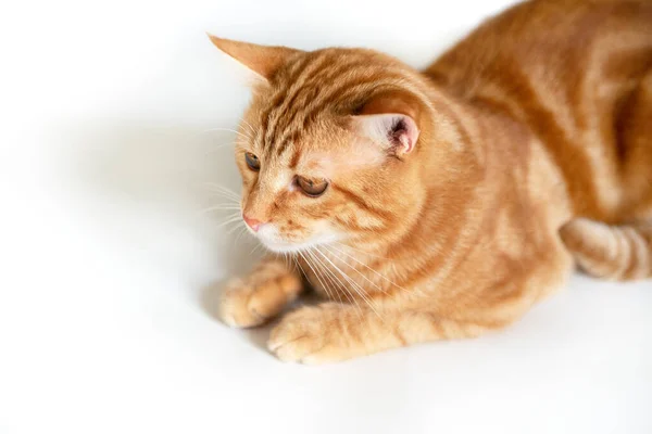 Gato Gengibre Jovem Engraçado Deslumbrante Olhando Para Copyspace Detalhe Adorável — Fotografia de Stock