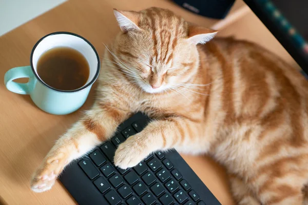 美しく若い生姜猫よく供給し 満足し キーパッドとお茶のカップの近くの自宅の職場で眠る かわいい赤い子猫がテーブルの上に横たわっています 家にいて仕事で家にいて隔離 — ストック写真