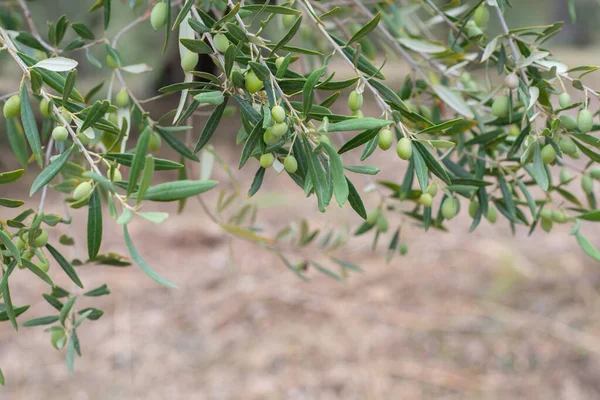 Κήπος Ελιές Μεσογειακή Φάρμα Έτοιμη Για Συγκομιδή Ιταλικός Ελαιώνας Φρέσκες — Φωτογραφία Αρχείου