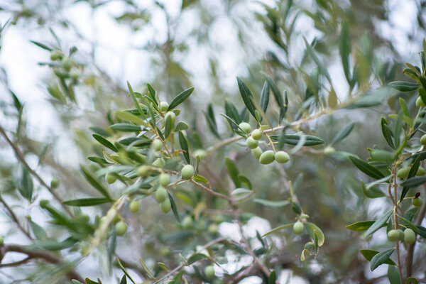 Оливковые деревья сад. Средиземноморская ферма готова к сбору. Итальянская оливковая роща со свежими оливками. Ветвь с спелыми фруктами, мягкий свет