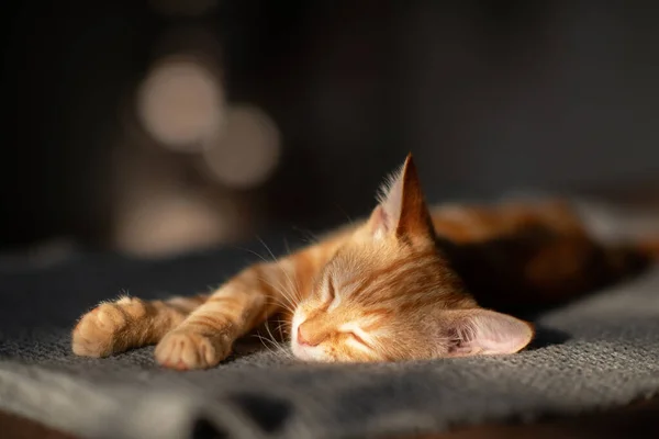 Poco Divertido Rojo Tabby Gatito Duerme Sofá Adorable Pequeña Mascota — Foto de Stock