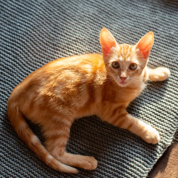 Piccolo Simpatico Gattino Rosso Tabby Dorme Sul Divano Adorabile Animaletto — Foto Stock