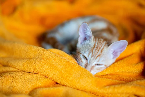 Piccolo Gattino Rosso Tavolo Dorme Sul Divano Adorabile Animaletto Carino — Foto Stock
