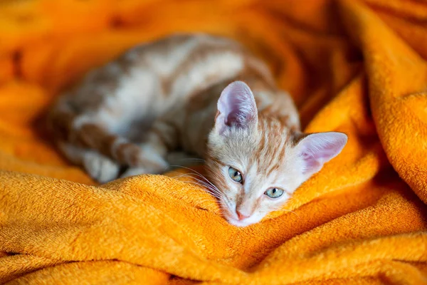 Kleine Rote Gestromte Kätzchen Schlafen Auf Dem Sofa Liebenswertes Kleines — Stockfoto