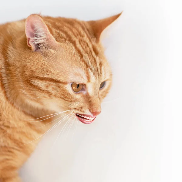 Grappige Jonge Gember Kat Met Menselijke Glimlach Kijkend Naar Camera — Stockfoto