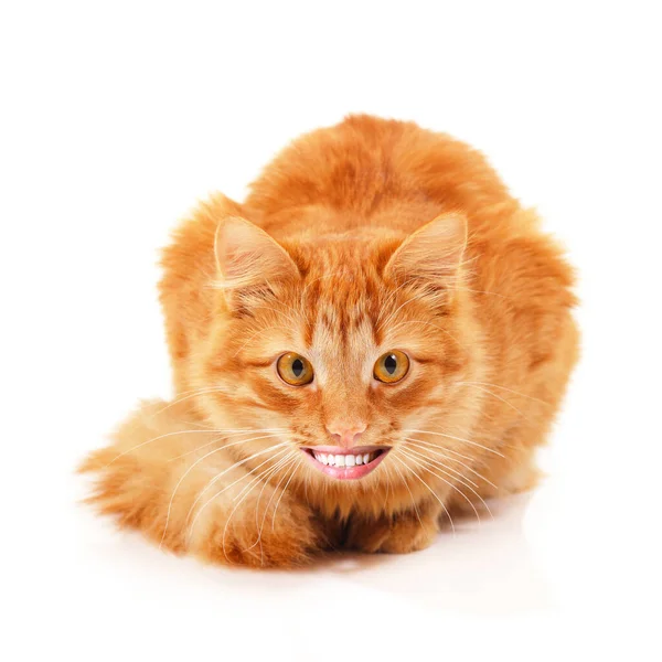 Nsan Gülüşlü Komik Kızıl Kedi Kameraya Bakıyor Gülümsüyor Kolaj Yapıyor — Stok fotoğraf