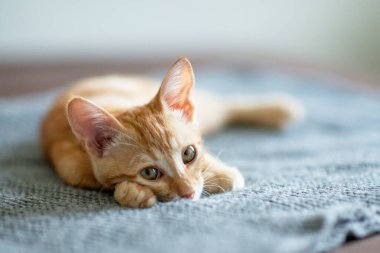 Mavi gözlü küçük kırmızı kedi yavrusu kanepede dinleniyor. Sevimli küçük hayvan. Sevimli çocuk hayvan. Evde dinlenen tekir kedi, doğal ışık.