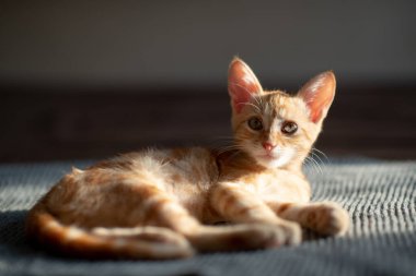 Mavi gözlü küçük kırmızı kedi yavrusu kanepede dinleniyor. Sevimli küçük hayvan. Sevimli çocuk hayvan. Evde dinlenen tekir kedi, doğal ışık.