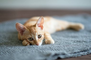 Mavi gözlü küçük kırmızı kedi yavrusu kanepede dinleniyor. Sevimli küçük hayvan. Sevimli çocuk hayvan. Evde dinlenen tekir kedi, doğal ışık.