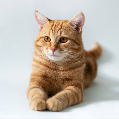 Turuncu kedi. Beyaz arka planda kızıl kedinin portresi. Stüdyoda poz veren sevimli hayvan. Sevimli evcil hayvan.. 