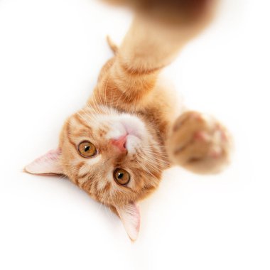 Kızıl kedinin portresi beyaz arkaplanda selfie yapıyor. Akıllı telefonla fotoğraf çekiyormuş gibi poz veren sevimli bir hayvan. Sevimli evcil hayvan. Kızıl kedi kendini fotoğraflıyor, doğal ışık, geniş açı.. 