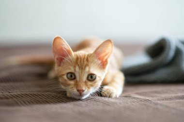 Mavi gözlü küçük kırmızı kedi yavrusu kanepede dinleniyor. Sevimli küçük hayvan. Sevimli çocuk hayvan. Evde dinlenen tekir kedi, doğal ışık.