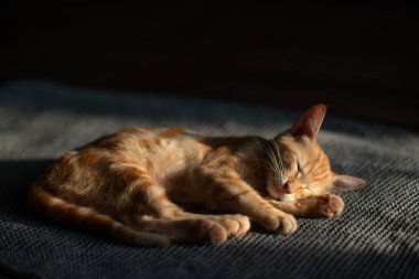 Mavi gözlü küçük kırmızı kedi yavrusu kanepede dinleniyor. Sevimli küçük hayvan. Sevimli çocuk hayvan. Evde dinlenen tekir kedi, doğal ışık.