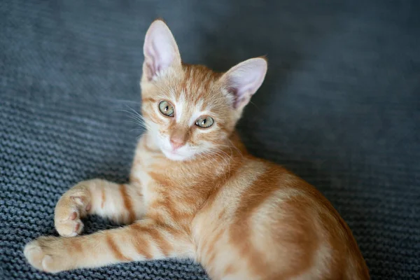 Little Red Kitten Blue Eyes Resting Sofa Adorable Little Pet — Stock Photo, Image