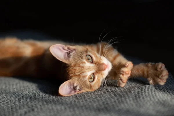 Pequeno Gatinho Vermelho Com Olhos Azuis Descansando Sofá Que Adorável — Fotografia de Stock