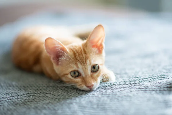 Little Red Kitten Blue Eyes Resting Sofa Adorable Little Pet — Stock Photo, Image