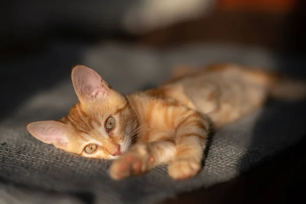 Pequeno Gatinho Vermelho Com Olhos Azuis Descansando Sofá Que Adorável — Fotografia de Stock