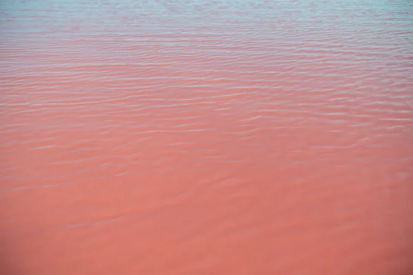 Salty pink lake with crystals of salt, detail. Salt mining industry. Extremely salty pink lake, colored by microalgae with crystalline salt depositions in Torrevieja, Spain, Europe