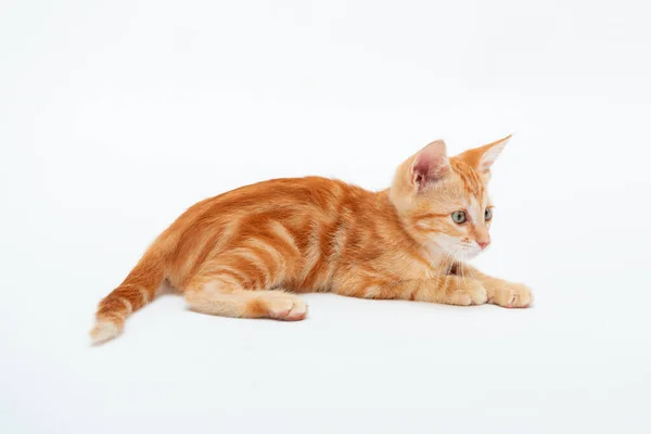 Red Striped Kitten Plays Isolated White Background Adorable Tabby Baby — Stock Photo, Image