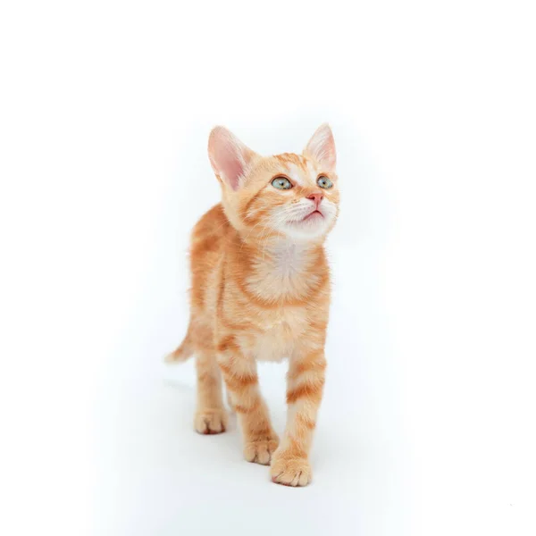 Red Striped Kitten Plays Isolated White Background Adorable Tabby Baby — Stockfoto