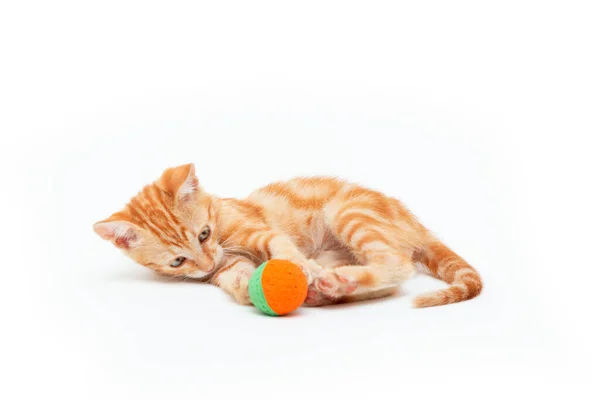 Red Striped Kitten Plays Ball Isolated White Background Adorable Tabby — Stock Photo, Image