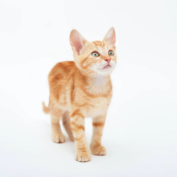 Red Striped Kitten Plays Isolated White Background Adorable Tabby Baby — Stockfoto