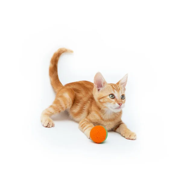 Gatito Rayas Rojas Juega Con Pelota Aislado Sobre Fondo Blanco — Foto de Stock