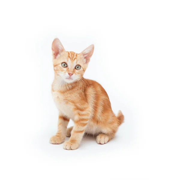 Red Striped Kitten Plays Isolated White Background Adorable Tabby Baby — Stockfoto