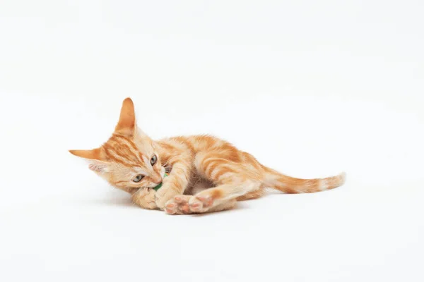 Red Striped Kitten Plays Ball Isolated White Background Adorable Tabby — Stock Photo, Image